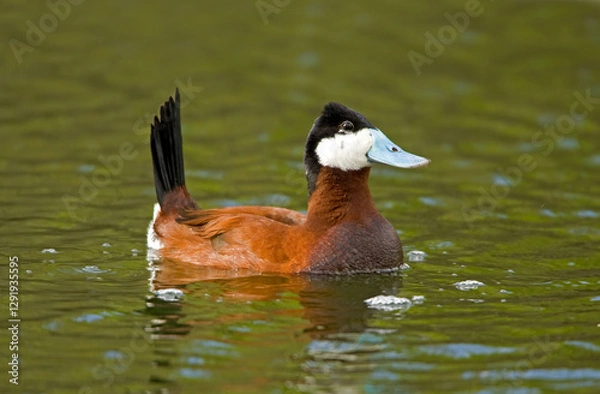 Obraz Ruddy Duck, Oxyura jamaicensis