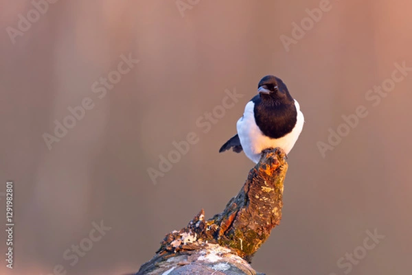 Obraz Sroka (Pica pica)