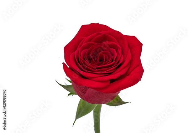 Obraz red rose on a white background 
