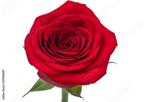 Obraz red rose on a white background 