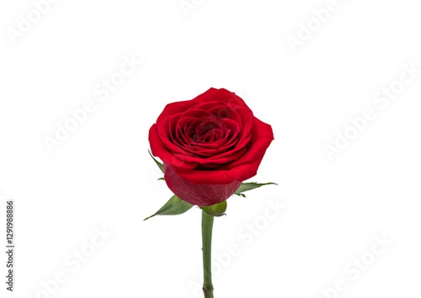 Obraz red rose on a white background 