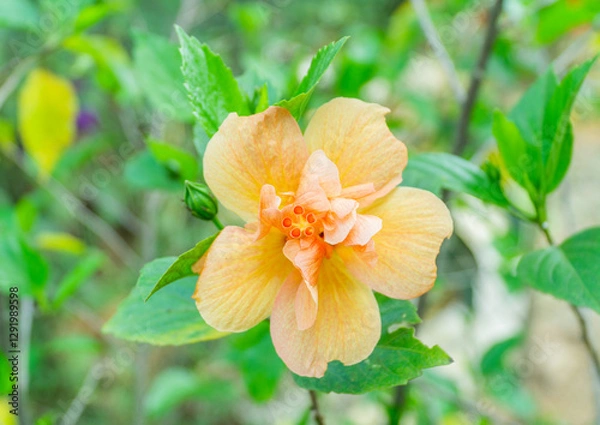 Obraz Hibiscus rosa-sinensis Flower 