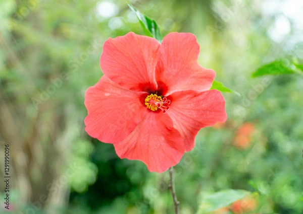 Obraz Hibiscus rosa-sinensis Flower 