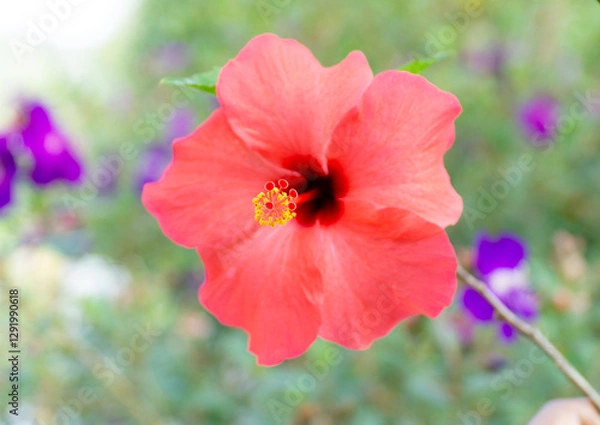 Obraz Hibiscus rosa-sinensis Flower 