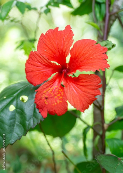 Obraz Hibiscus rosa-sinensis Flower 