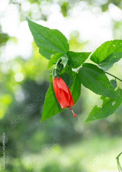 Obraz Hibiscus rosa-sinensis Flower 