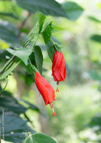 Obraz Hibiscus rosa-sinensis Flower 