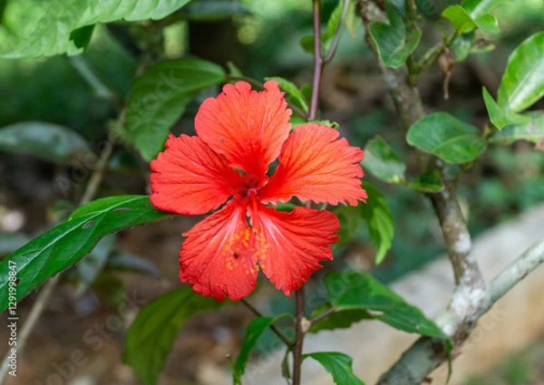 Obraz Hibiscus rosa-sinensis Flower 