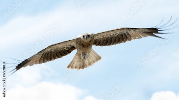 Fototapeta Whistling kite