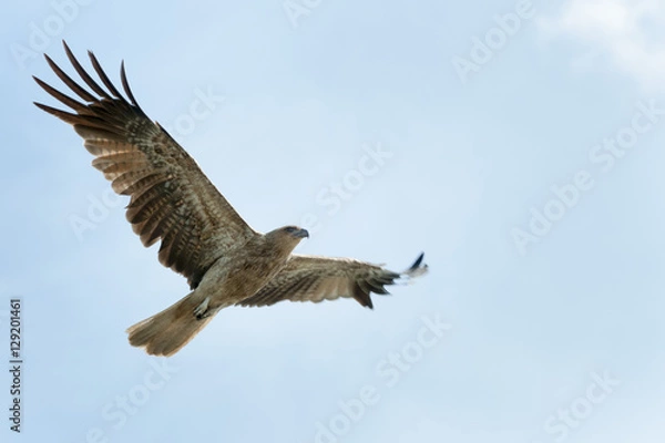 Fototapeta Whistling kite
