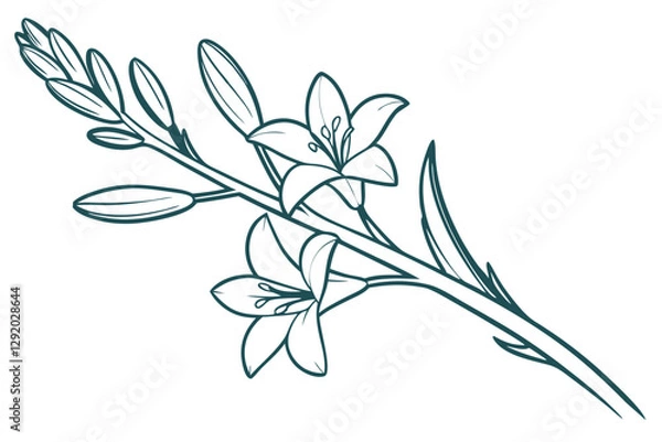Obraz Tuberose Flower Vector. Delicate Bloom in Digital Art