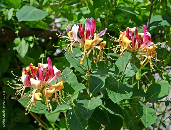 Obraz Honeysuckle flowers caprifolium (Lonicera caprifolium L.). Close-up