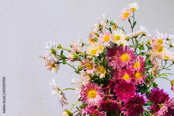 Fototapeta bouquet of multicolored chrysanthemums on a light background