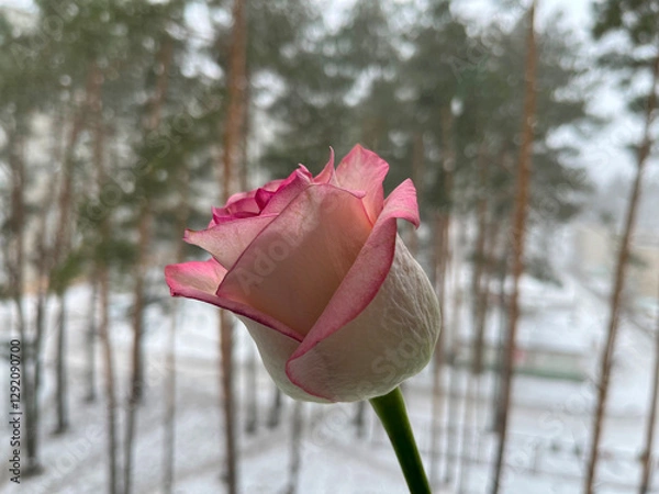 Fototapeta A pink rose flutters in the wind under the falling snow