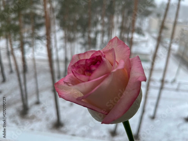 Fototapeta A pink rose flutters in the wind under the falling snow