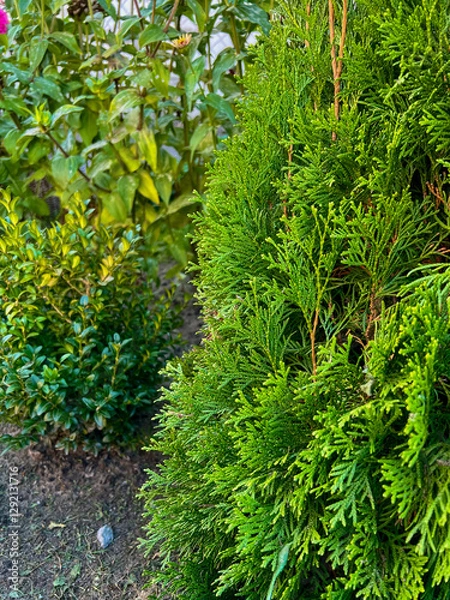 Obraz Green coniferous plant thuja close-up in the foreground, beautiful fresh branches on a sunny day.