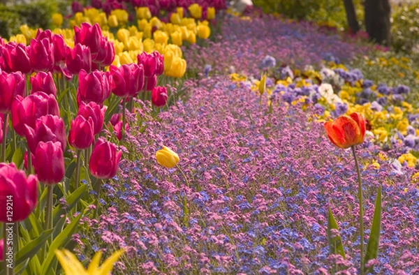 Obraz tulipes