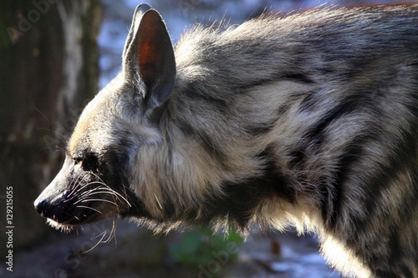 Obraz Striped hyena- Hyaena hyaena