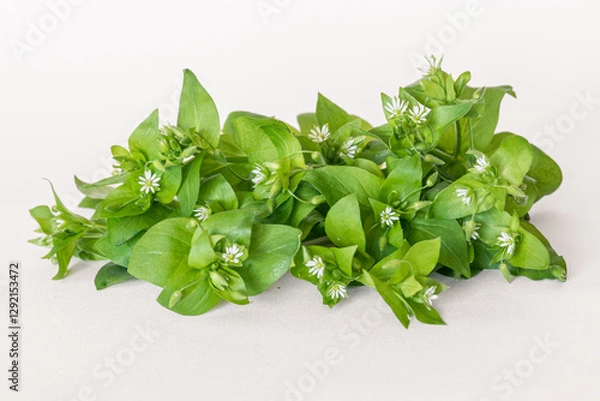 Obraz chickweed herb isolated