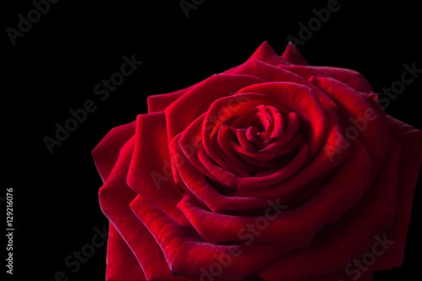 Fototapeta  red rose closeup on a black background