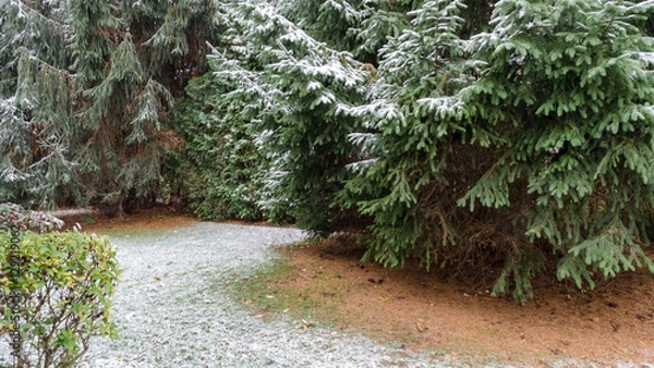Fototapeta First snow on a path through evergreens