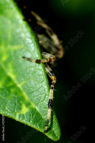 Fototapeta la menace