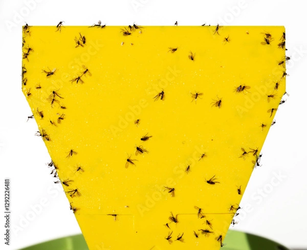 Fototapeta Fungus gnats on yellow sticky trap for insects of indoor plants (midges, soil flies, whiteflies ...) on white bakground. Macro photography.