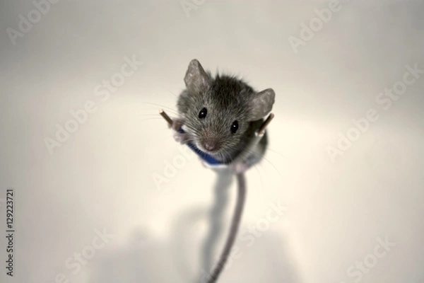 Obraz Mouse on the cable