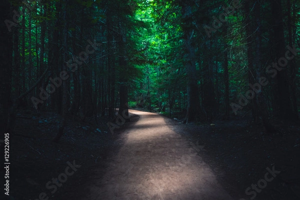 Obraz Dark forest trail.