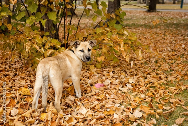 Obraz Portrait of a cute black mouth cur playing in autumn leaves