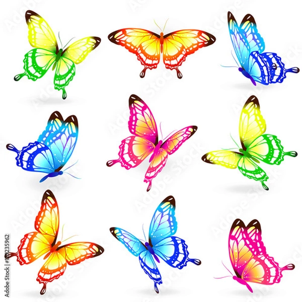 Fototapeta color butterflies,isolated on a white
