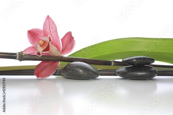 Obraz Orchid arrangement