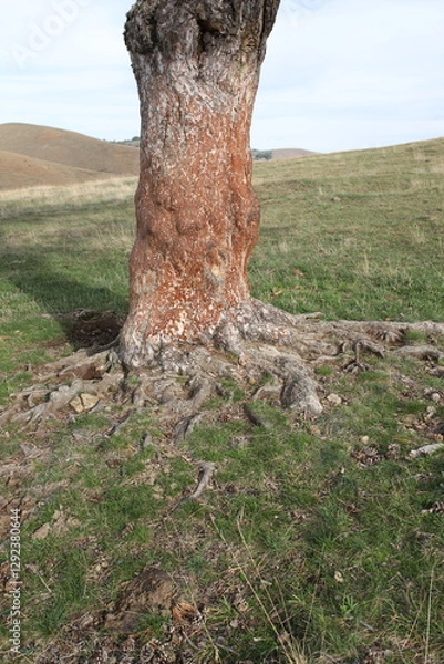 Obraz Pine tree in the mountains