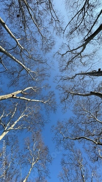 Obraz Plane Trees and sky in winter 