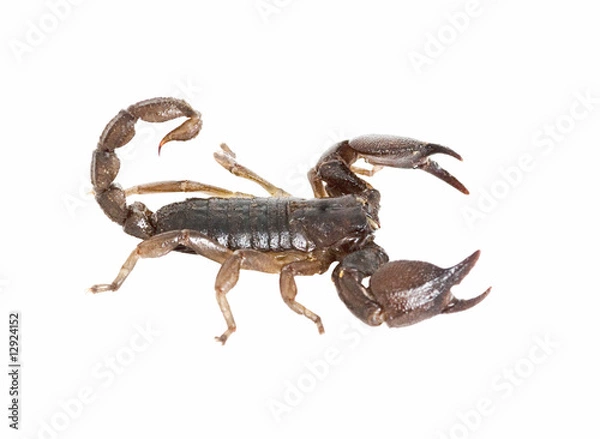 Fototapeta Scorpion closeup