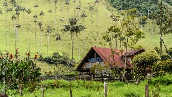 Obraz view of a magical forest in Colombia called cocora valley with wax palms and mist. Valle del Cocora, Colombia. Green nature and magic place to visit and travel