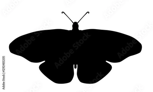 Obraz Butteryfly silhouette