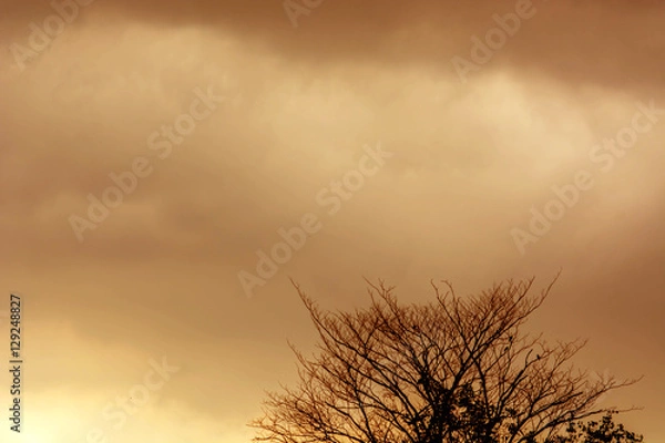 Obraz brown sky and dry tree