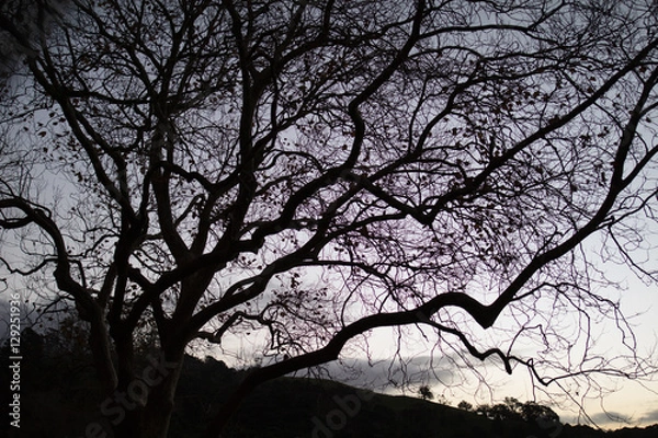 Obraz Tree at dusk