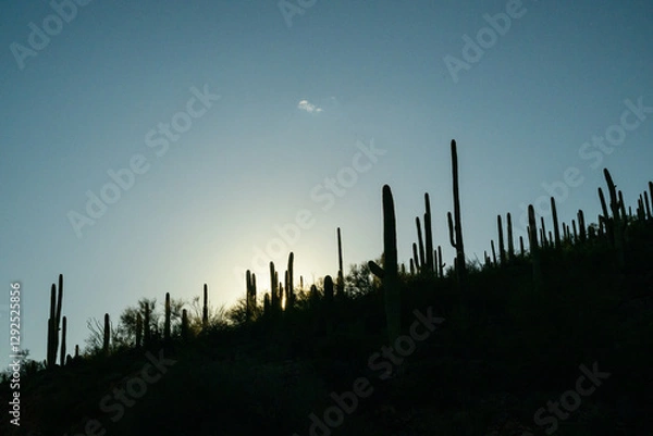 Fototapeta saguaro cactus in arizona blue sky and soft clouds