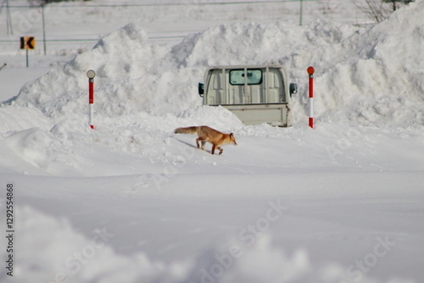 Obraz 雪上を走るキタキツネ