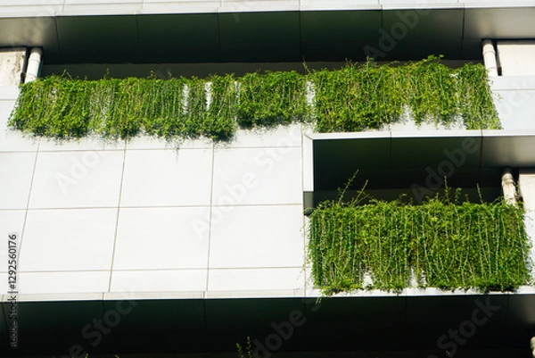 Fototapeta Green grass in a white house