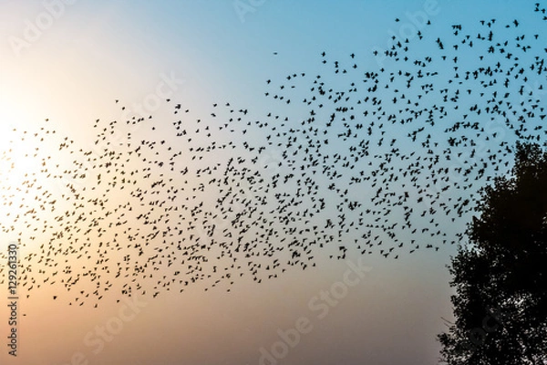 Fototapeta Птицы в полете в лучах рассвета
