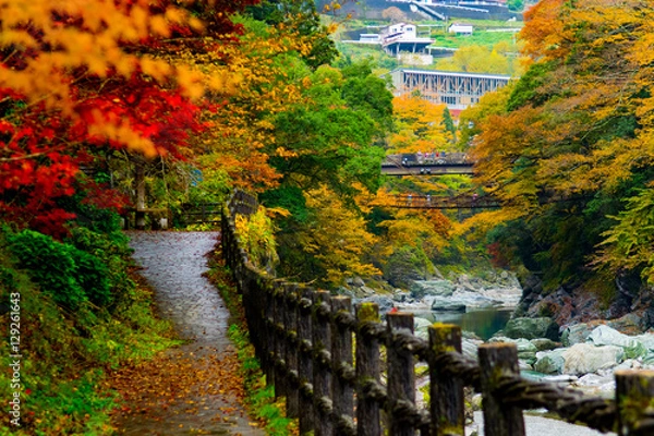 Obraz かずら橋の紅葉