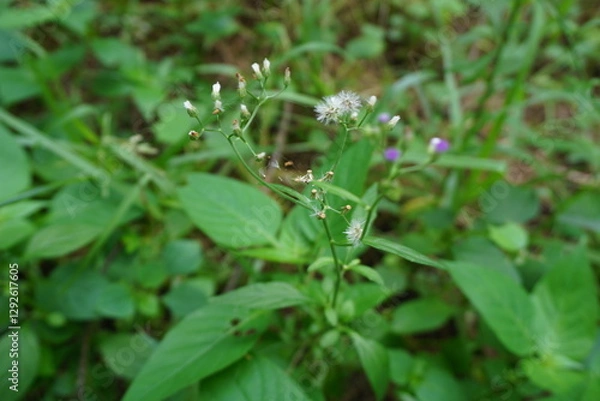 Obraz Lush green vegetation with little flower spreads across the ground, with broad leaves reaching out in various directions. The plants appear healthy, nourished by the earth beneath them.