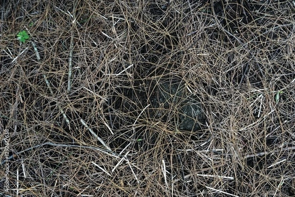 Fototapeta A close-up of a forest floor covered in dry pine needles, twigs, and dark soil. The tangled, golden-brown strands create a textured, organic pattern.