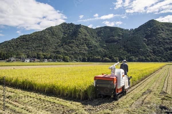 Obraz 稲刈り風景と耕運機