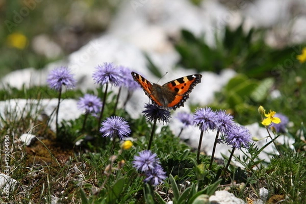 Obraz Schmetterling, Frühling, Alpen