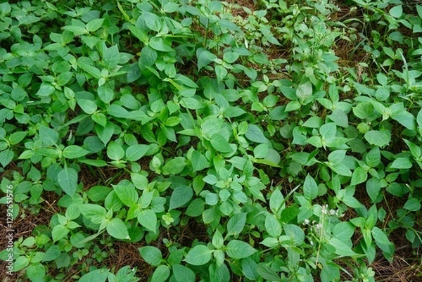 Obraz A lush green tapestry of nature, where each leaf whispers secrets of the earth. Vibrant and thriving, this wild beauty paints the ground with life’s endless rhythm.