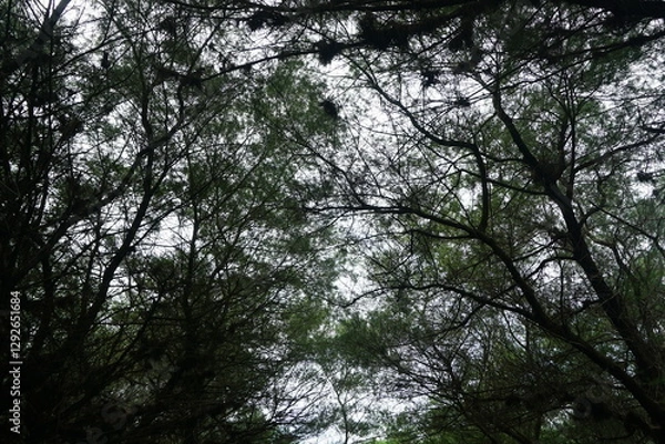 Fototapeta A point of view when Looking up through a canopy of delicate branches swaying gently against the soft light.